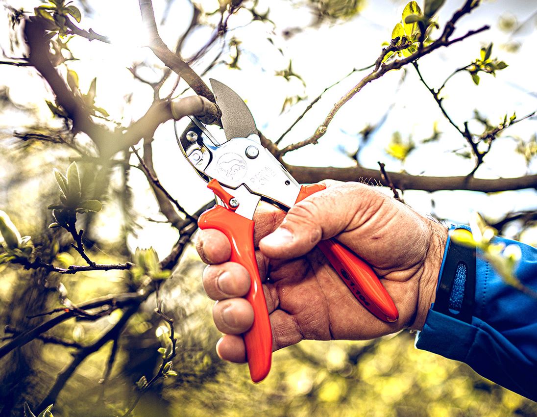 Scissors: Anvil shears Löwe 1