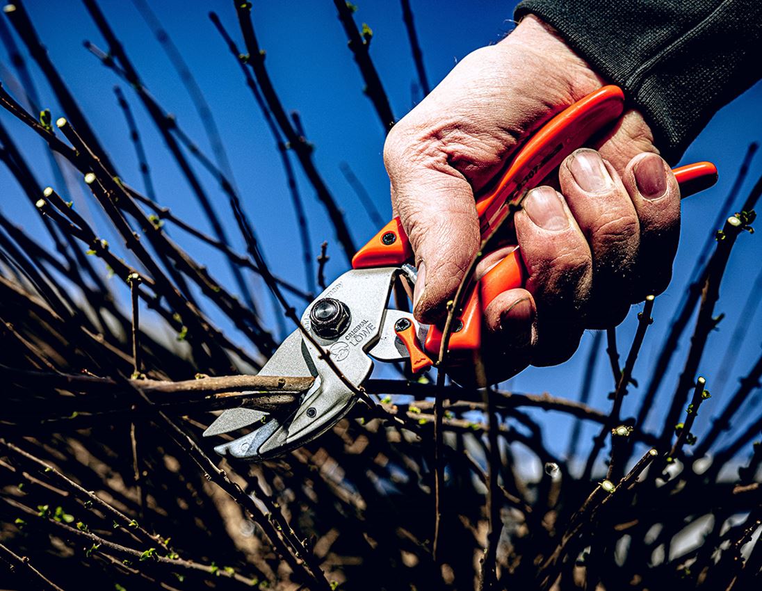 Scissors: Anvil shears Löwe 8 1